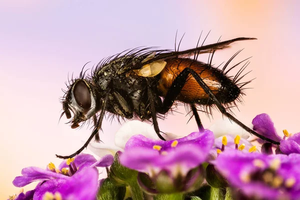 Makro Fokus Stapeln Bild Von Parasit Fly Auf Blumen Ihr — Stockfoto