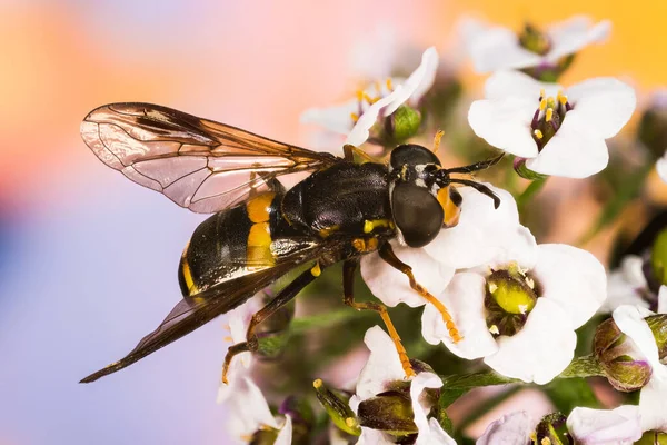 Macro Focus Stacking Two Banded Wasp Hoverfly Her Latin Name — Stock Photo, Image