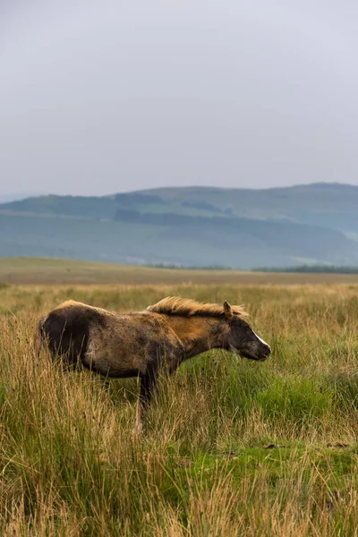 Wild Horses Brecon Beacons National Park Wales — Stock Photo, Image
