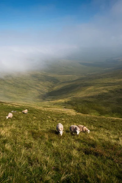 Sheeps Pen Fan Brecon Beacons National Park Wales — Stock Photo, Image