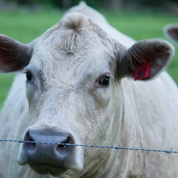 face of cow staring back with belligerent look on its face.