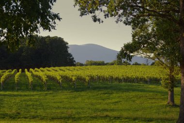 Virginia üzümleri Orta Virginia 'daki Blue Ridge dağlarının gölgesinde