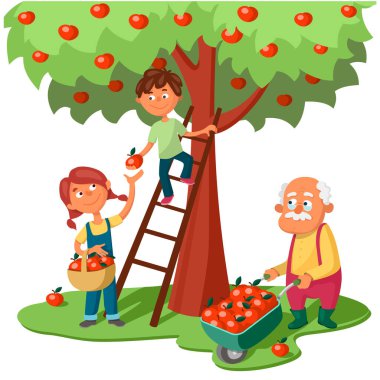 Torunlar ve büyükbaba elma hasat ediyor. Elinde elma sepeti olan bir kız merdivendeki bir çocuktan elma alır. Elma dolu bir el arabası olan yaşlı bir adam. Çizgi film vektör canlandırması beyaz arkaplanda izole edildi.