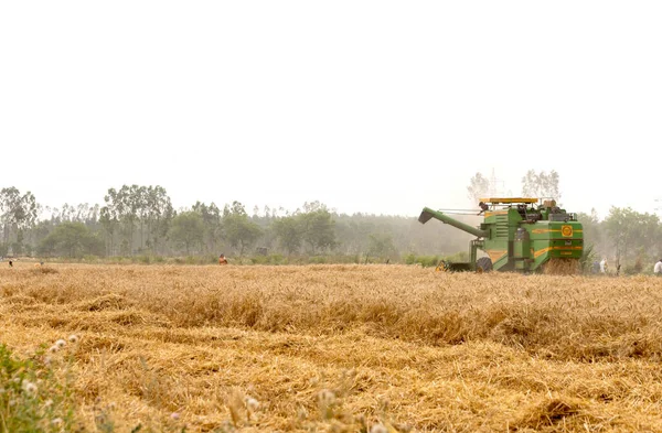 Man Kör Plowing Skörd Maskin Ett Stort Fält Vete Gröda — Stockfoto