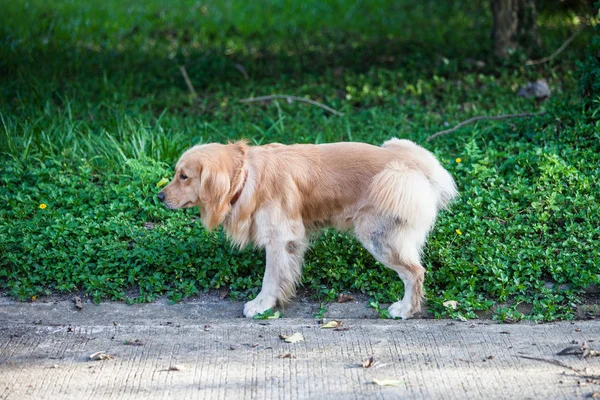 Golden Retriever Marche Sur Parc — Photo