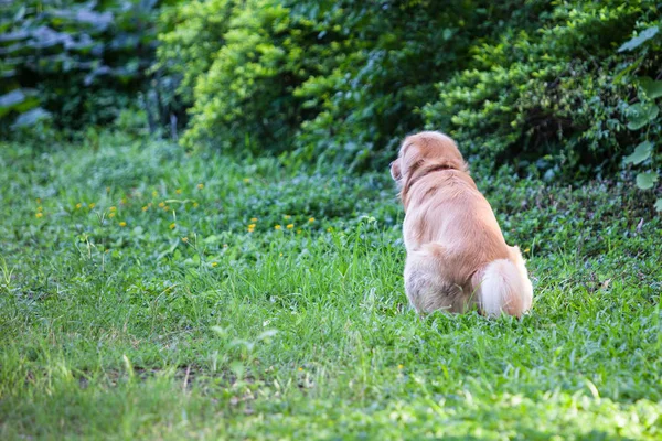 Golden Retriever Fait Caca Sur Une Herbe Verte — Photo