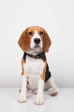 Beyaz arka planda izole edilmiş av köpeği.