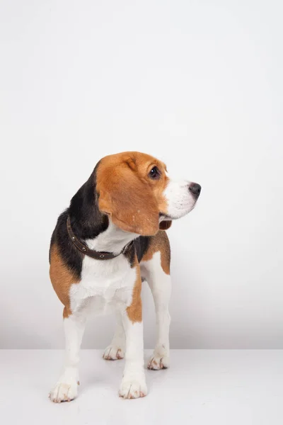 Beagle Perro Aislado Sobre Fondo Blanco — Foto de Stock