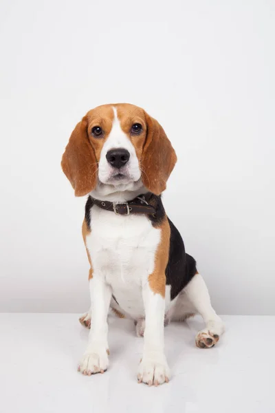 Beagle Perro Aislado Sobre Fondo Blanco — Foto de Stock