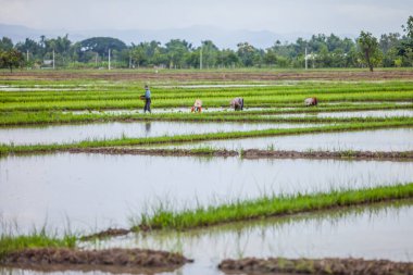çiftçi paddy alanında çalışan