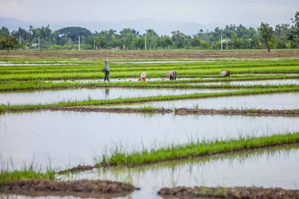 çiftçi paddy alanında çalışan