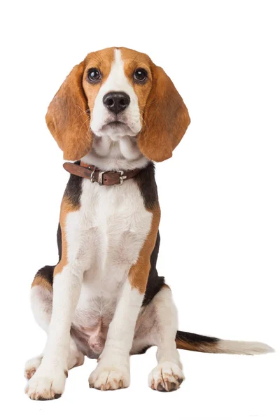 Beagle Cachorro Sobre Fondo Blanco — Foto de Stock