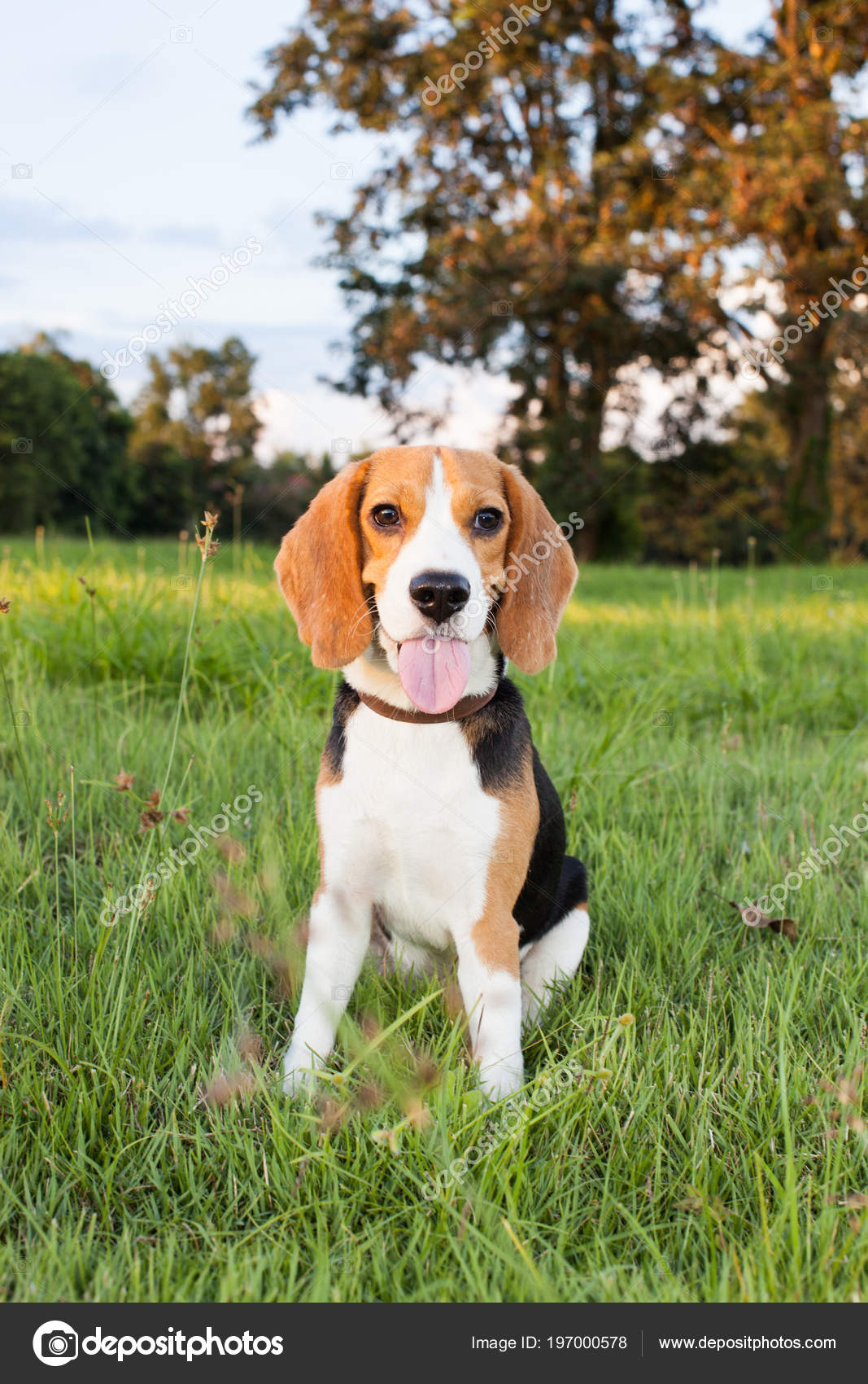 Beagle pedigree hotsell