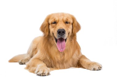Oturan güzel köpek - beyaz bir arka plan üzerinde izole