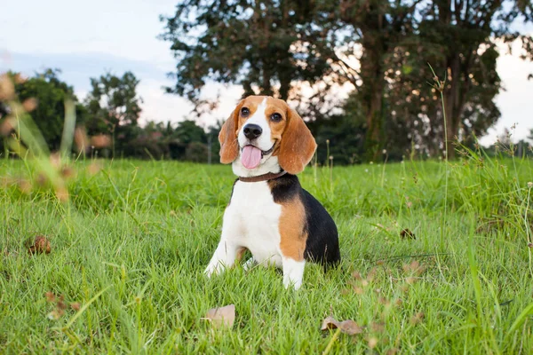 Drôle Portrait Chiot Beagle — Photo