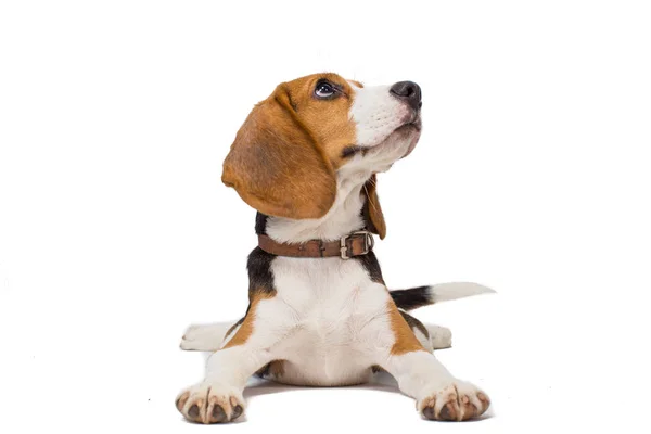 Anjing Beagle Latar Belakang Putih — Stok Foto