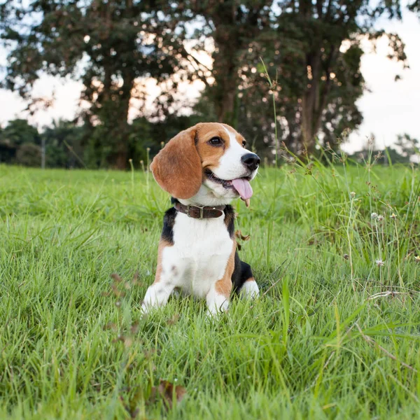 Beagle Sur Prairie Chien Pedigree — Photo