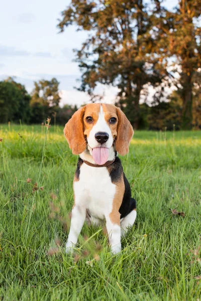 Beagle Meadow Породистая Собака — стоковое фото