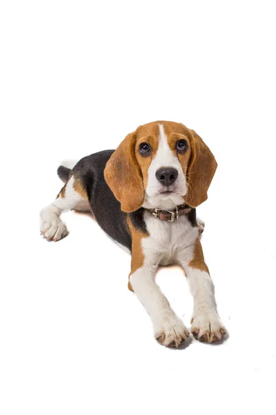 Beagle Pada Latar Belakang Putih — Stok Foto