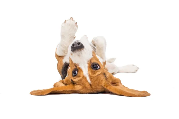 Beagle Dog White Background — Stock Photo, Image