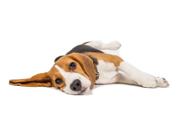 Anjing Beagle Latar Belakang Putih — Stok Foto