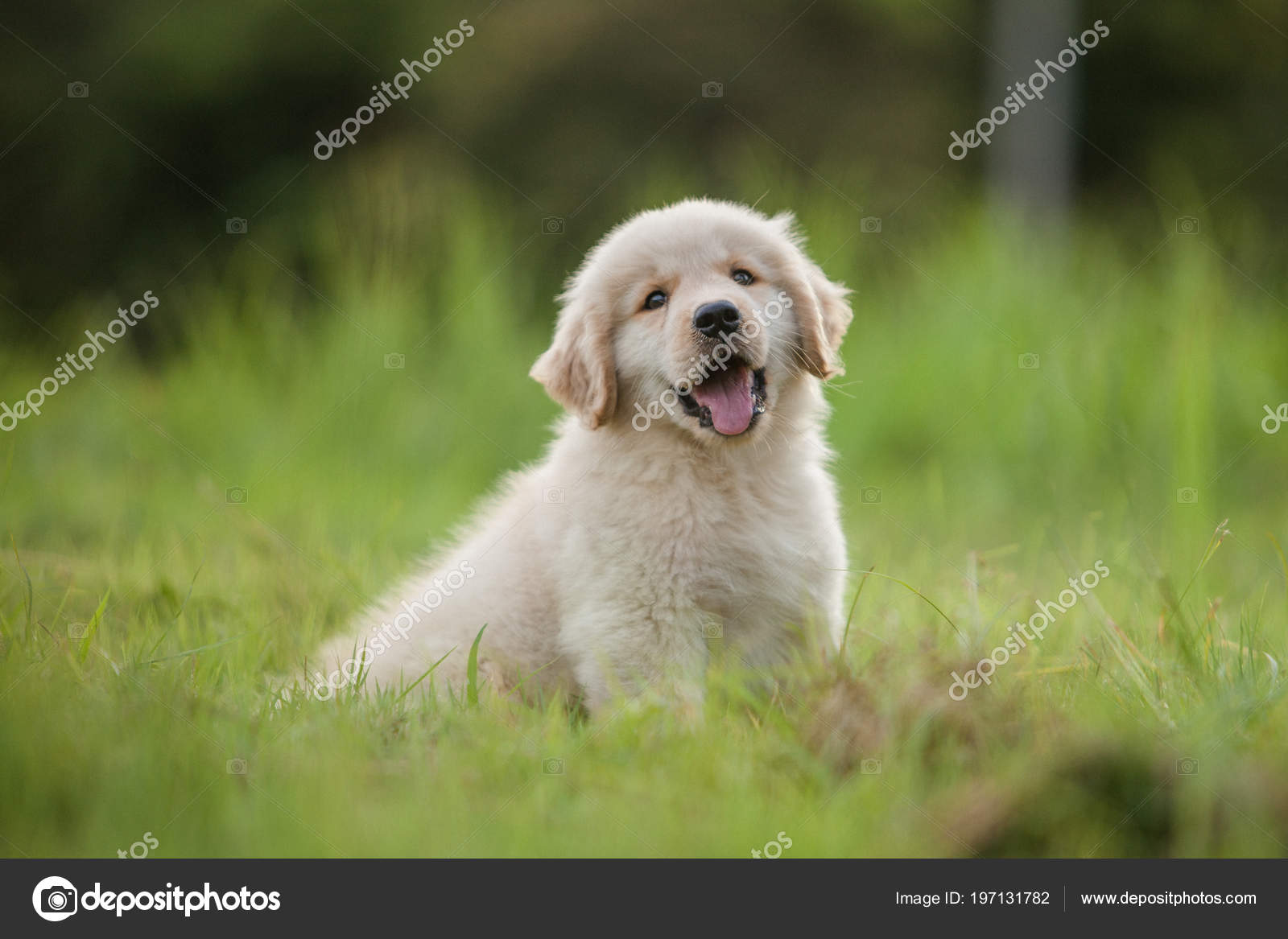 Baby Golden Retriever Puppy Grass Home Stock Photo Image By C Aradaphotography 197131782