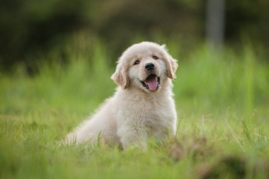 Bebek Golden Retriever köpek yavrusu ev çim