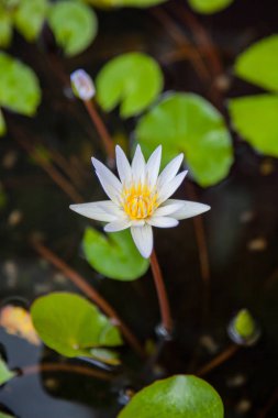 Beyaz lotus veya nilüfer