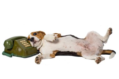 Beagle dog  lay next to Old telephone isolated on white background clipart