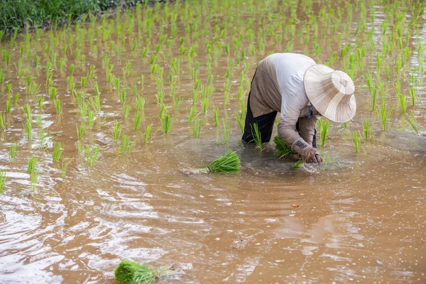 Taylandlı çiftçi paddy alanında çalışan