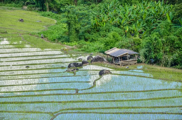 the village is far away from the city, green rice field