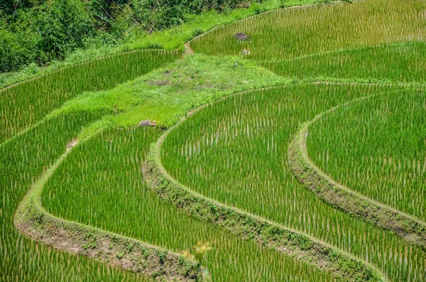 the village is far away from the city, green rice field