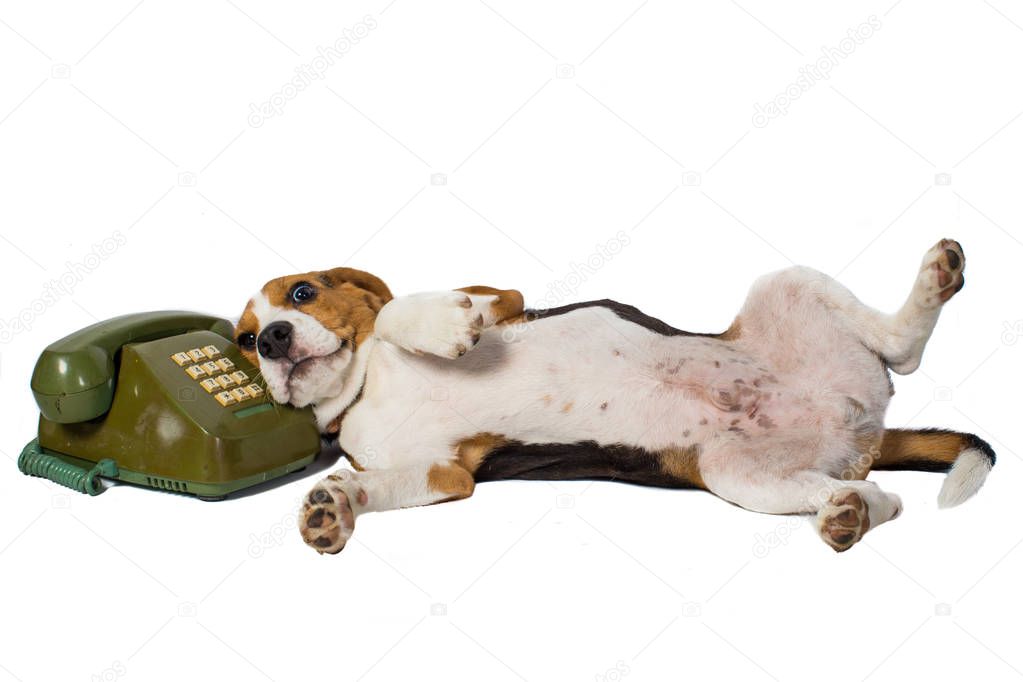 Beagle dog  lay next to Old telephone isolated on white background