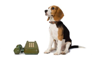 Beagle köpek telefonun çaldığını beyaz arka planda bekliyor