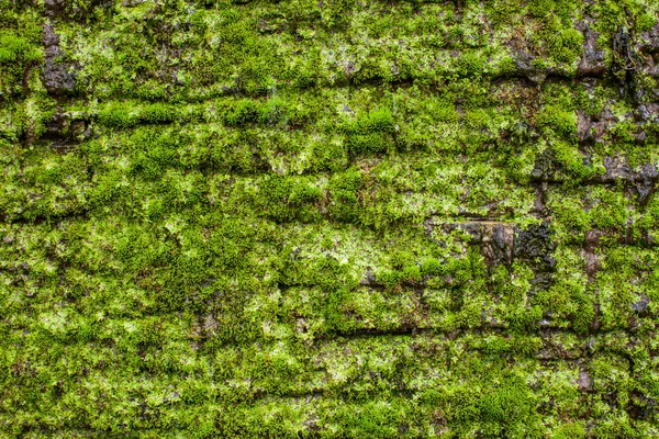 Groene mos op de muur — Stockfoto