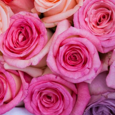 yakın bir yukarı pembe gül