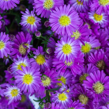 yakın bir yukarı Mor çiçek