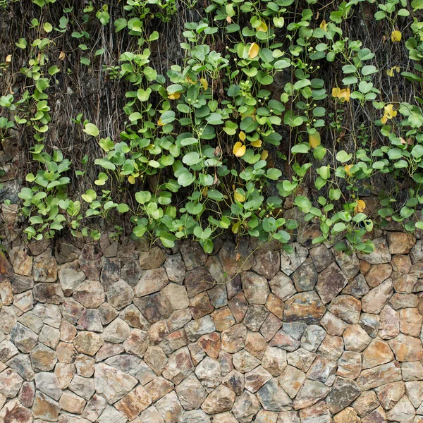 Zielony Bluszcz Kamienny Mur — Zdjęcie stockowe