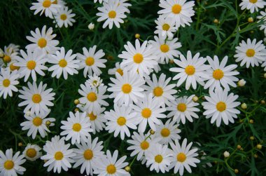 Bahçedeki beyaz çiçek