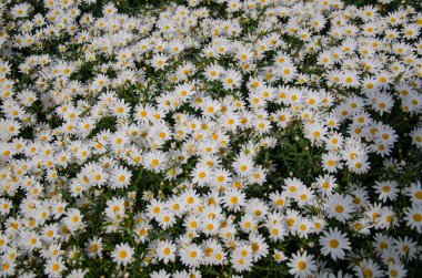 Bahçedeki beyaz çiçek