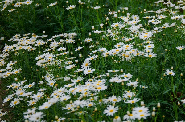 Weiße Blume Einem Garten — Stockfoto