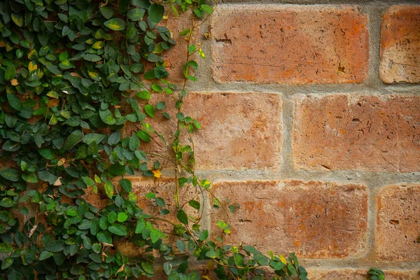Bluszcz Mur Cegły — Zdjęcie stockowe