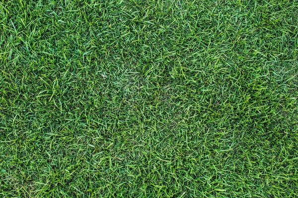 Tło Zielone Trawy Tekstura Zielony Trawnik — Zdjęcie stockowe