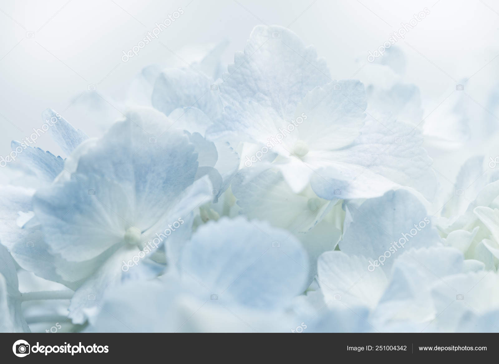 甜美的蓝色绣球花在柔和的色彩风格浪漫的背景 图库照片 C Aradaphotography