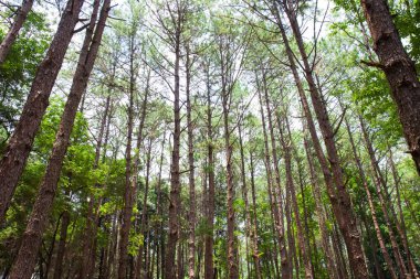 Bir ormanda Cedar Park