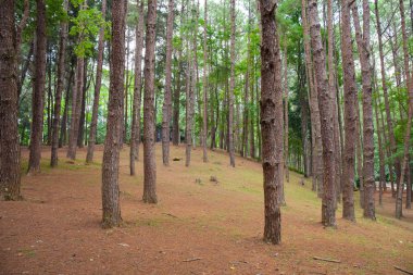 Bir ormanda Cedar Park