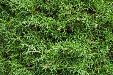 bir arka plan için kullanarak yeşil sedir