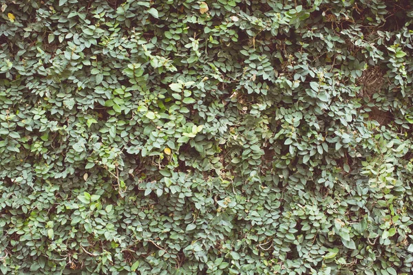 Vintage odcień zielonego liści tła — Zdjęcie stockowe