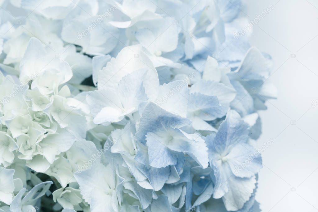 Sweet blue Hydrangeas in soft color style for romantic background