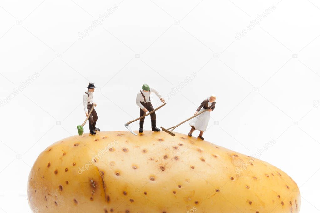 some farmers grow a potato